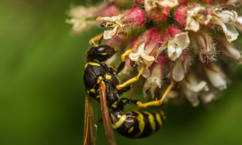 lebah madu penghasil propolis dan madu