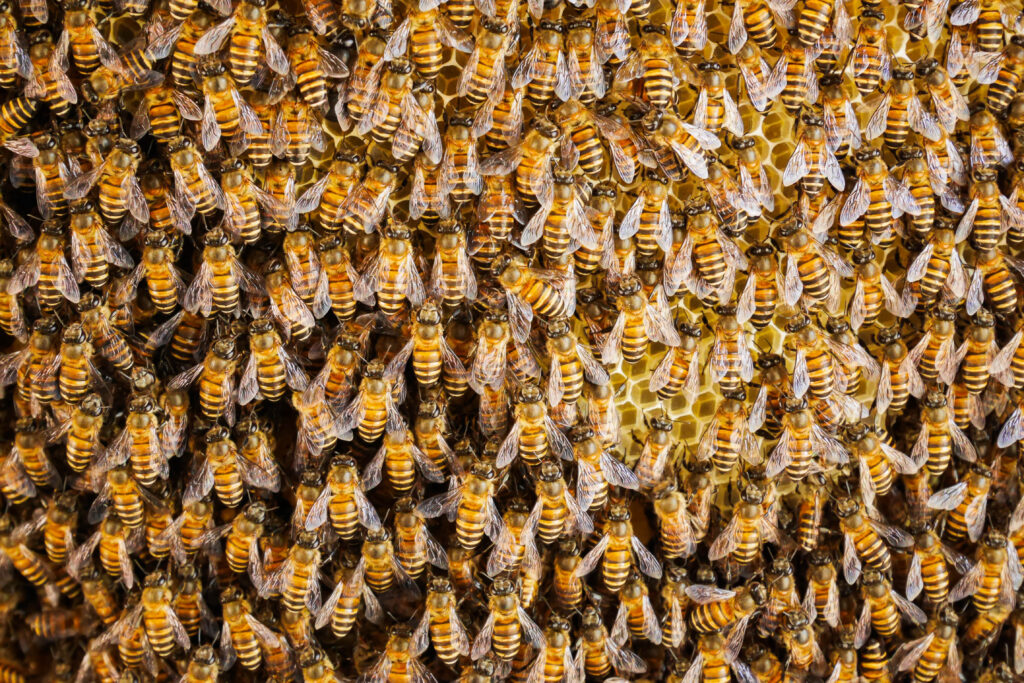 Lebah dan koloninya sunpro official