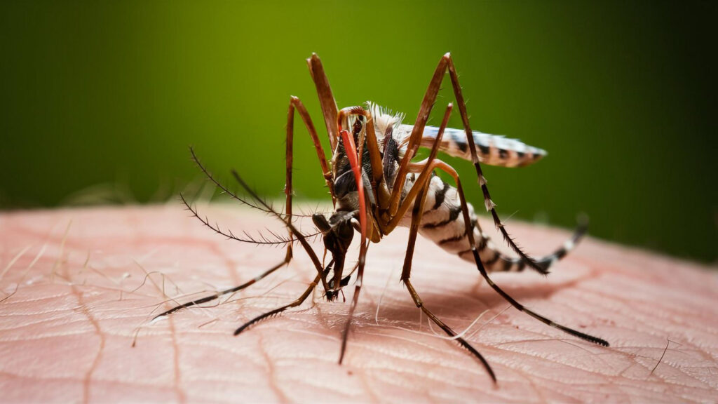 Gambar ilustrasi nyamuk DBD sedang mengigit kulit seseorang