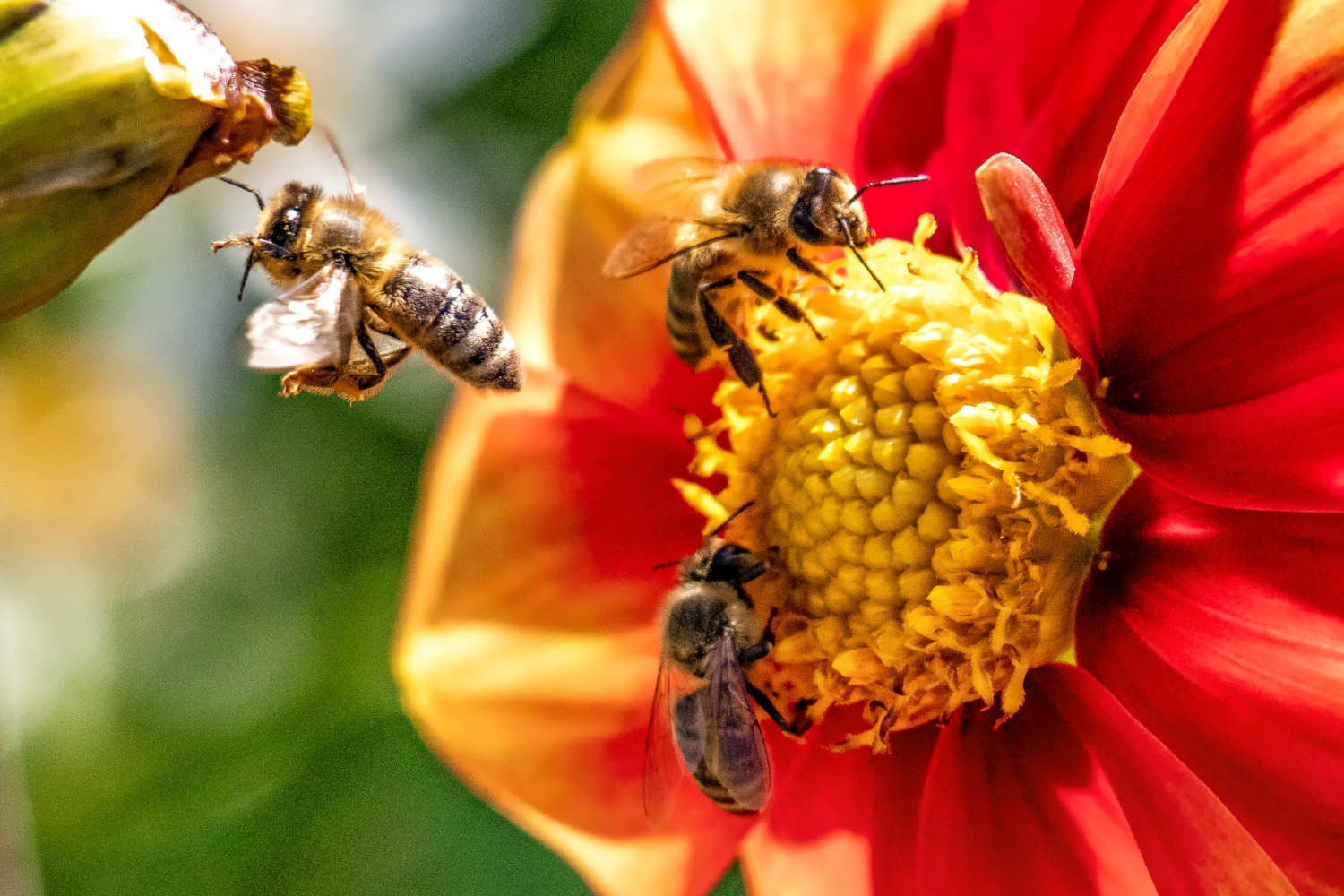 lebah berkelompok mencari makan