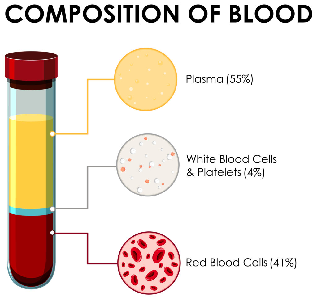 Diagram showing the composition of blood illustration