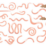 ilustrasi cacingan didalam tubuh manusia