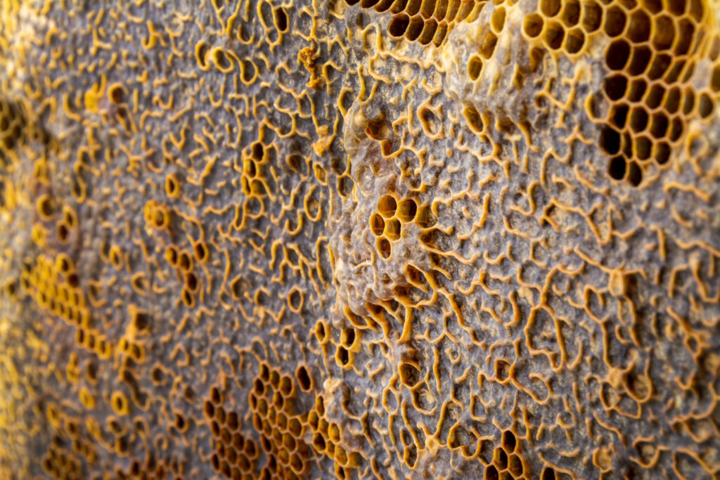 mekanisme nano propolis