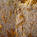 mekanisme nano propolis