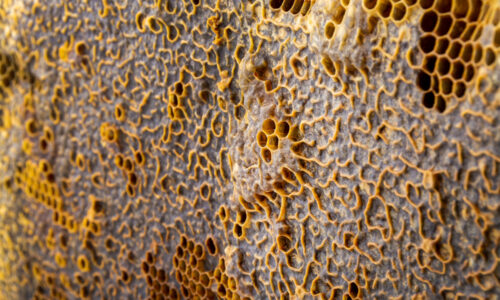 mekanisme nano propolis